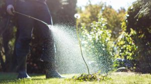 Person spraying weeds with herbicide, Roundup