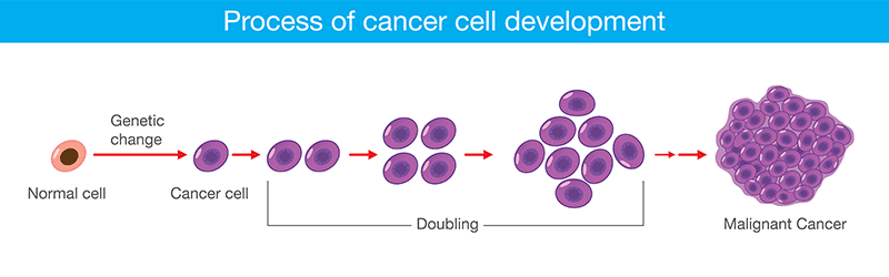 Process of cancer cell development