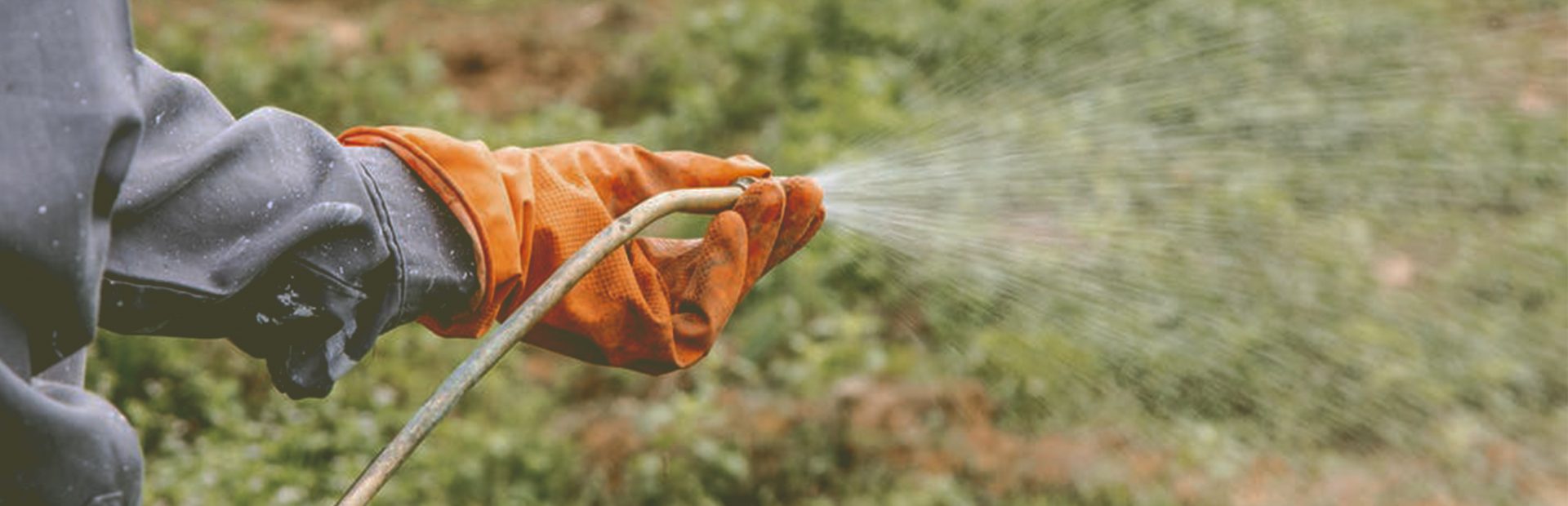 A person wearing protective gear applies herbicide, also known as weedkiller