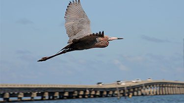 A bird flies over the coast four year after the events of the BP Oil Spill