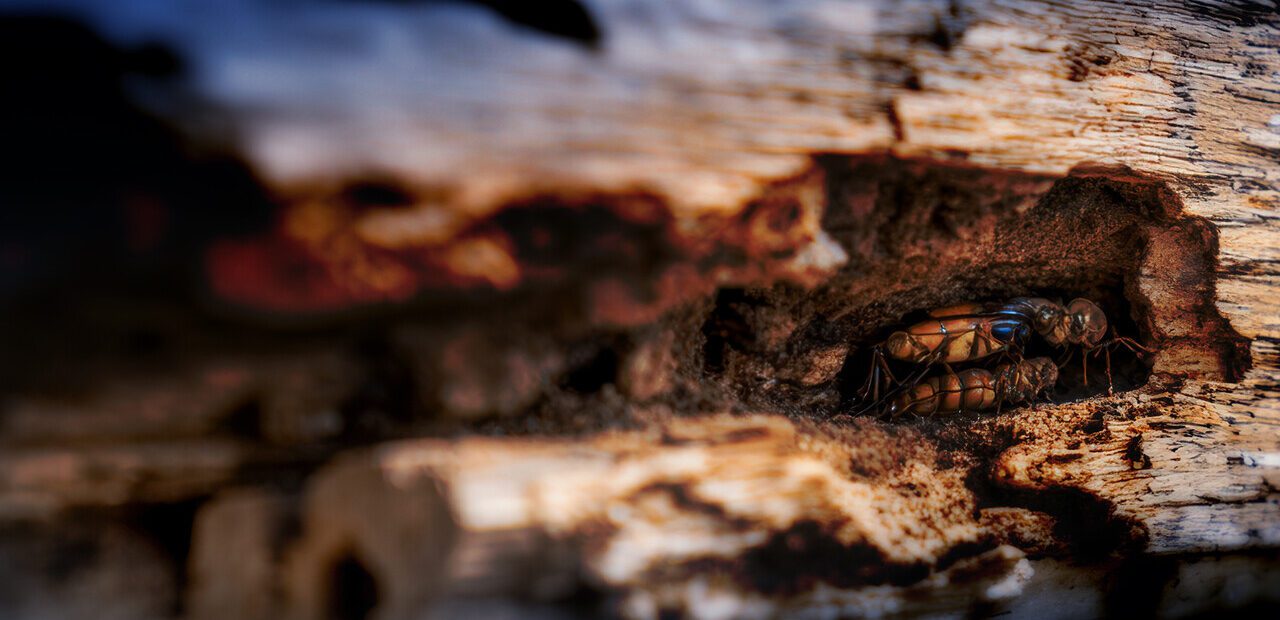 Decorative supporting content image