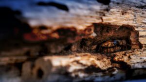 Decorative supporting content image