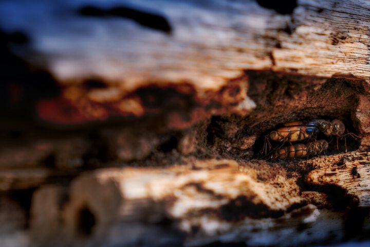 Decorative supporting content image